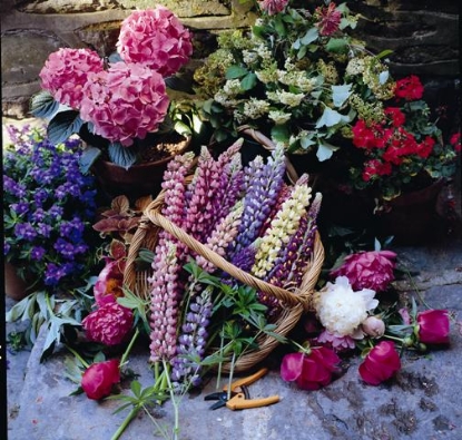 Picture of Lupin Russell Strain - Crown Blended Mixture